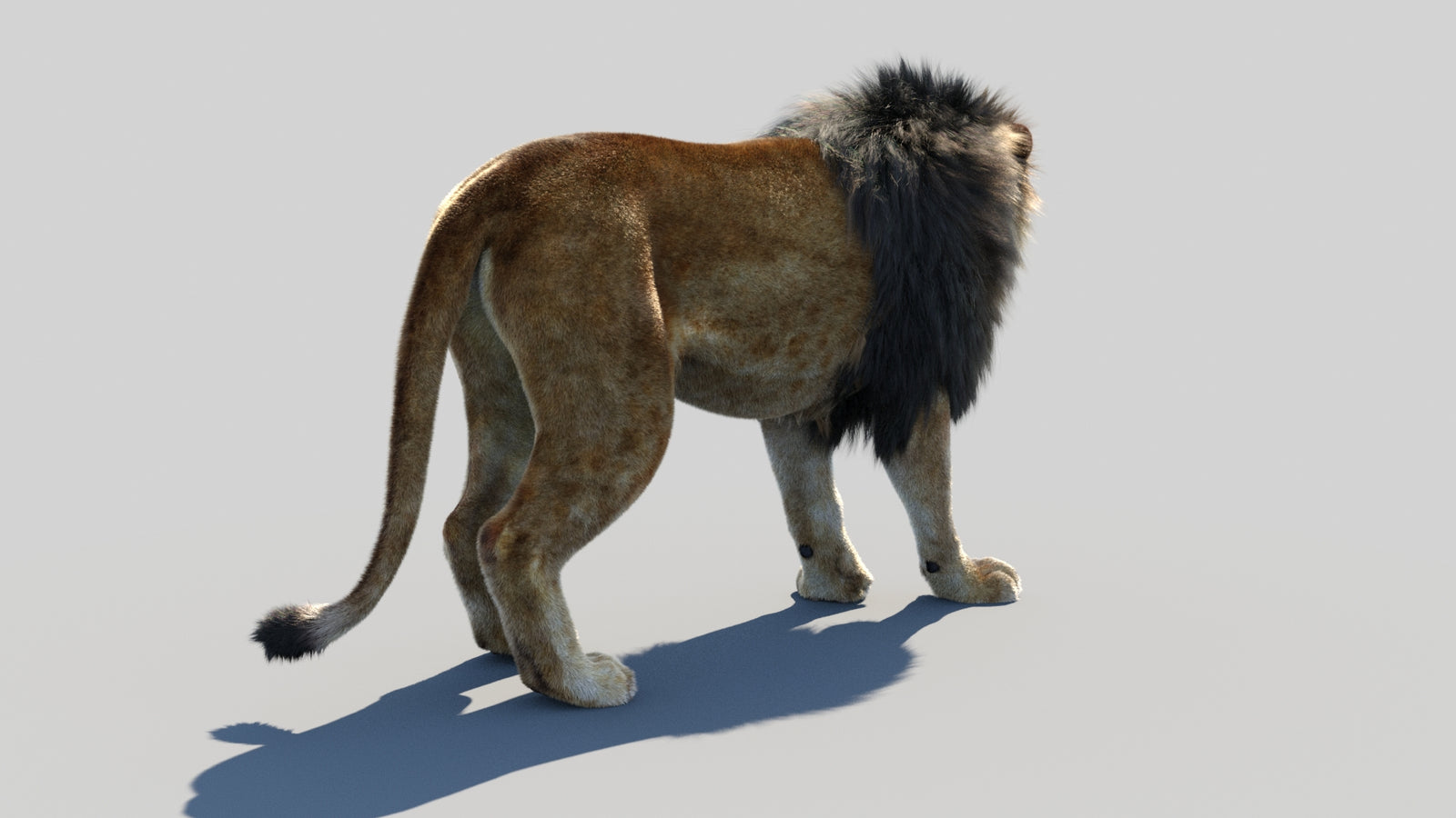 Animated Lion 3D Model Fur 360° view 1 frame 15