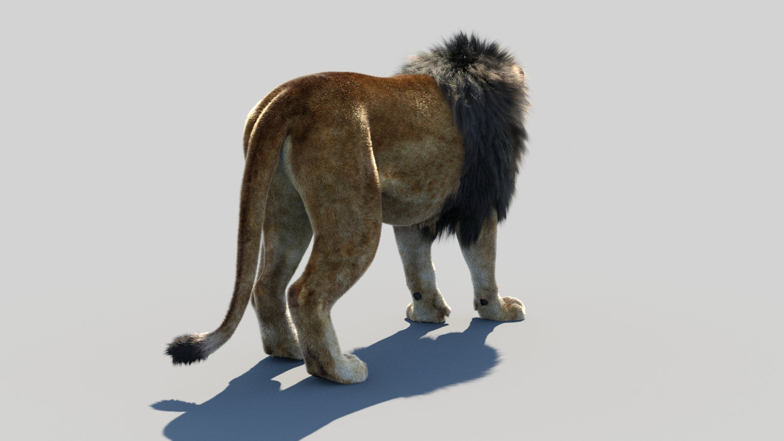 Animated Lion 3D Model Fur 360° view 1 frame 16