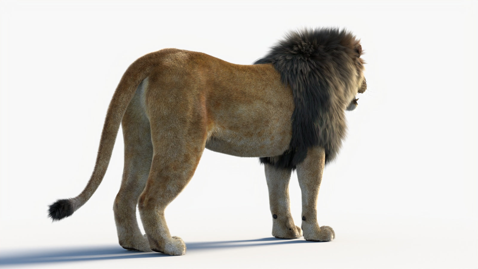 Animated Lion 3D Model with Fur 360° view 1 frame 17