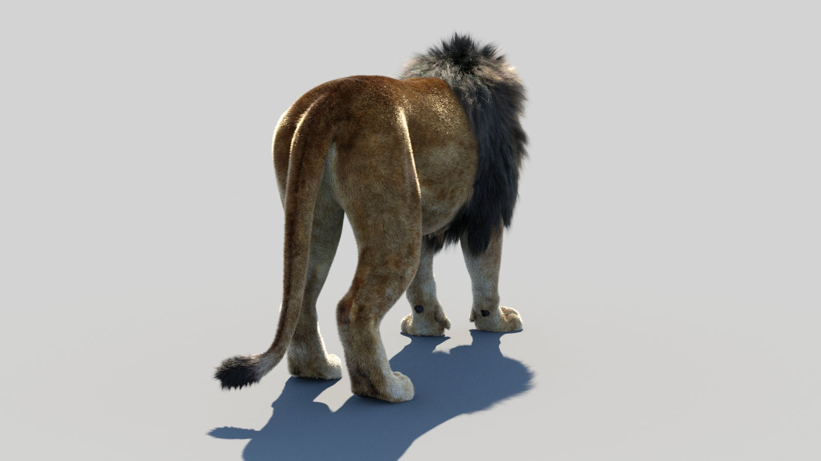 Animated Lion 3D Model Fur 360° view 1 frame 17