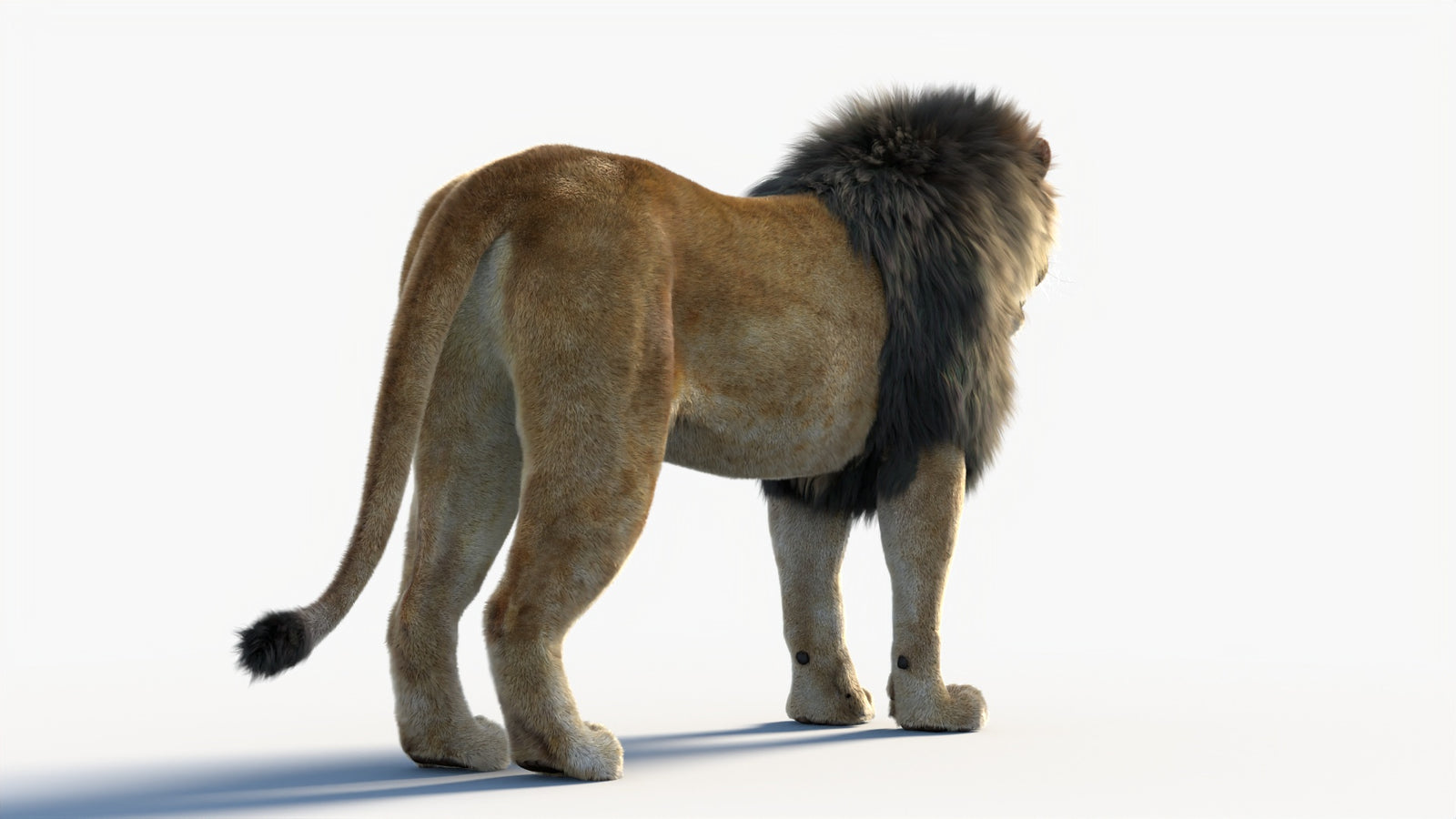 Animated Lion 3D Model with Fur 360° view 1 frame 18