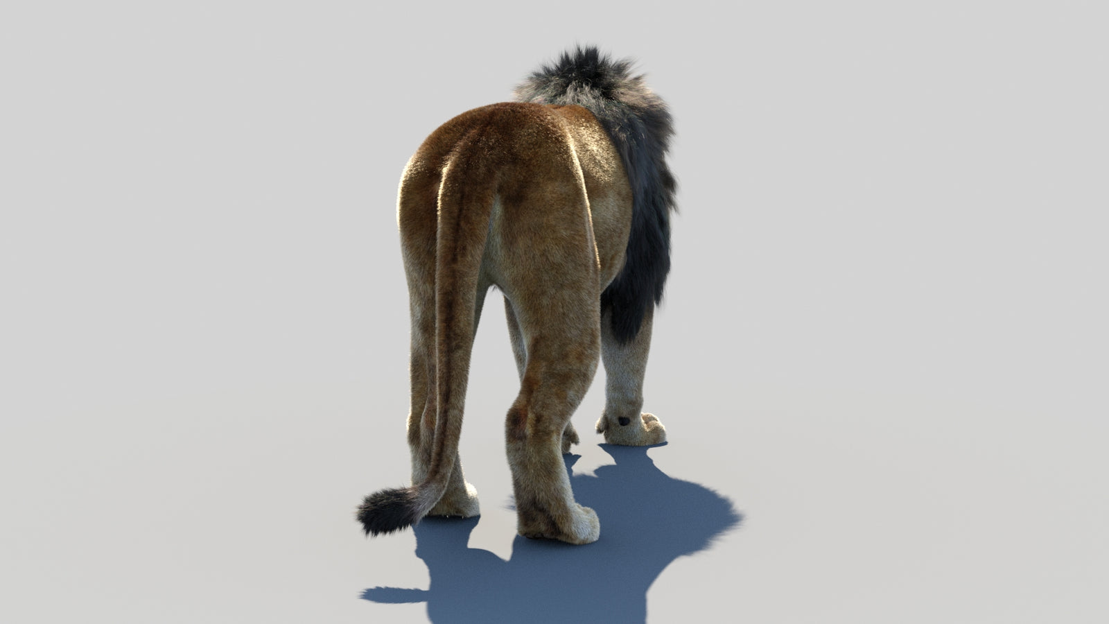 Animated Lion 3D Model Fur 360° view 1 frame 18