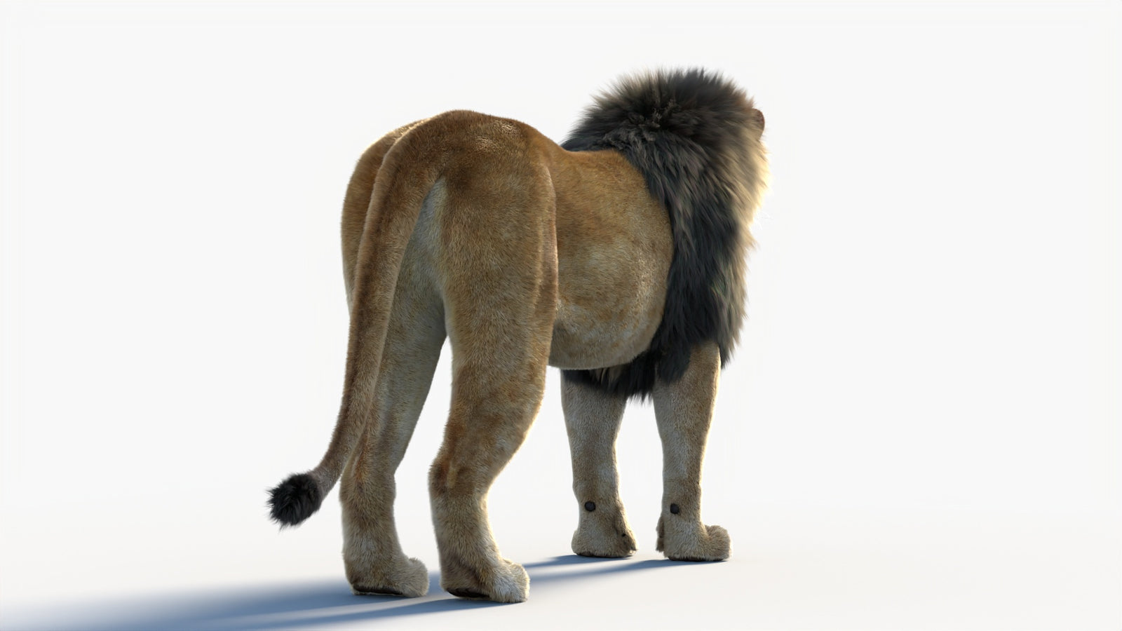 Animated Lion 3D Model with Fur 360° view 1 frame 19