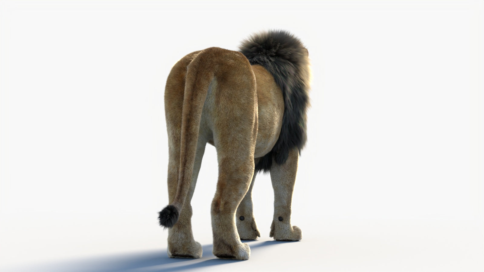 Animated Lion 3D Model with Fur 360° view 1 frame 20