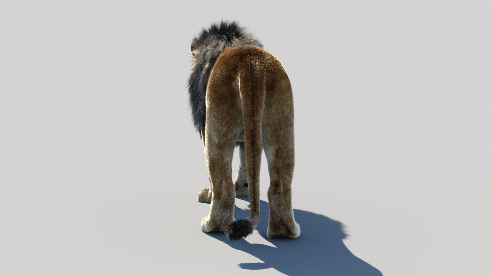 Animated Lion 3D Model Fur 360° view 1 frame 20