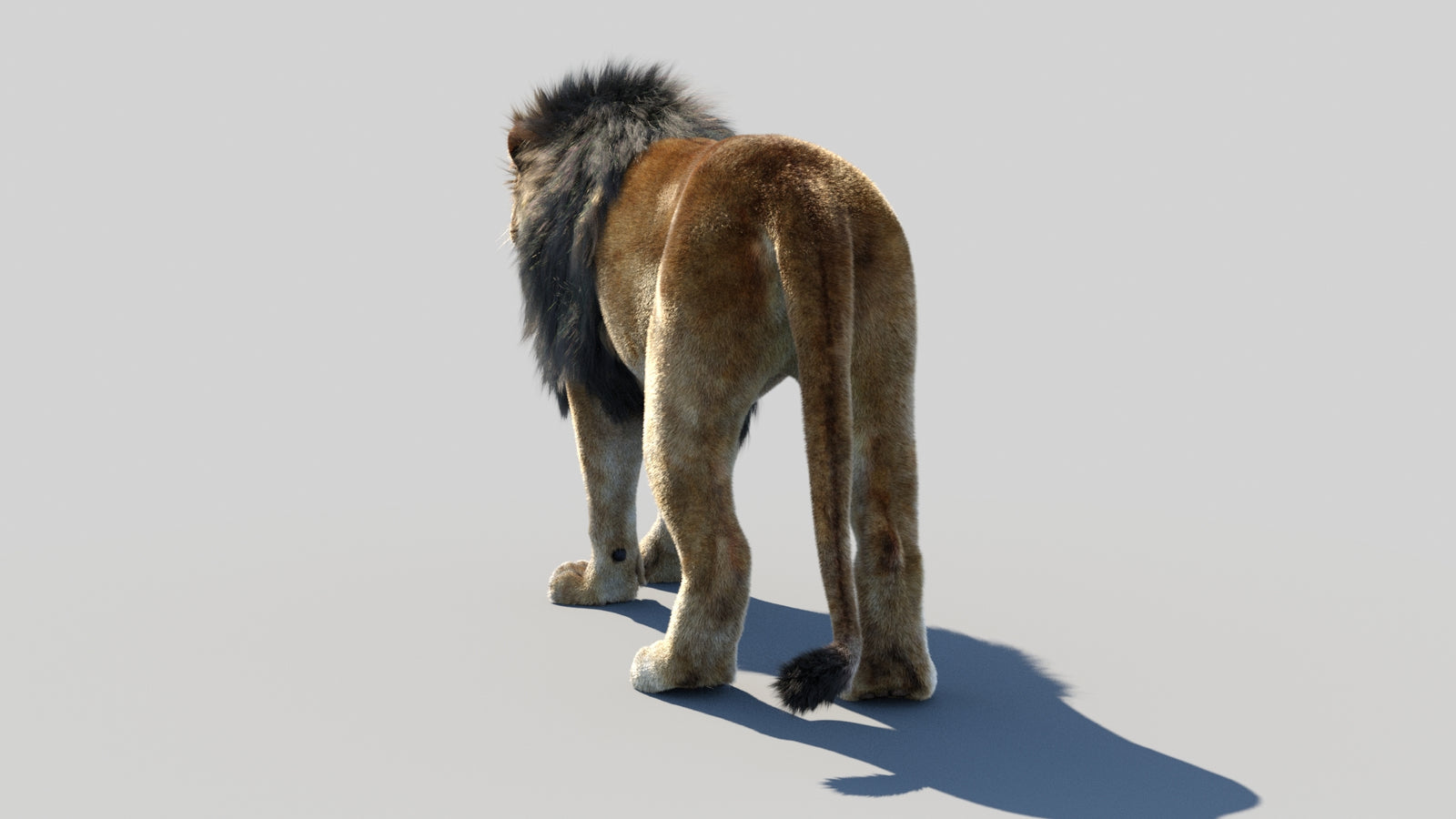 Animated Lion 3D Model Fur 360° view 1 frame 21