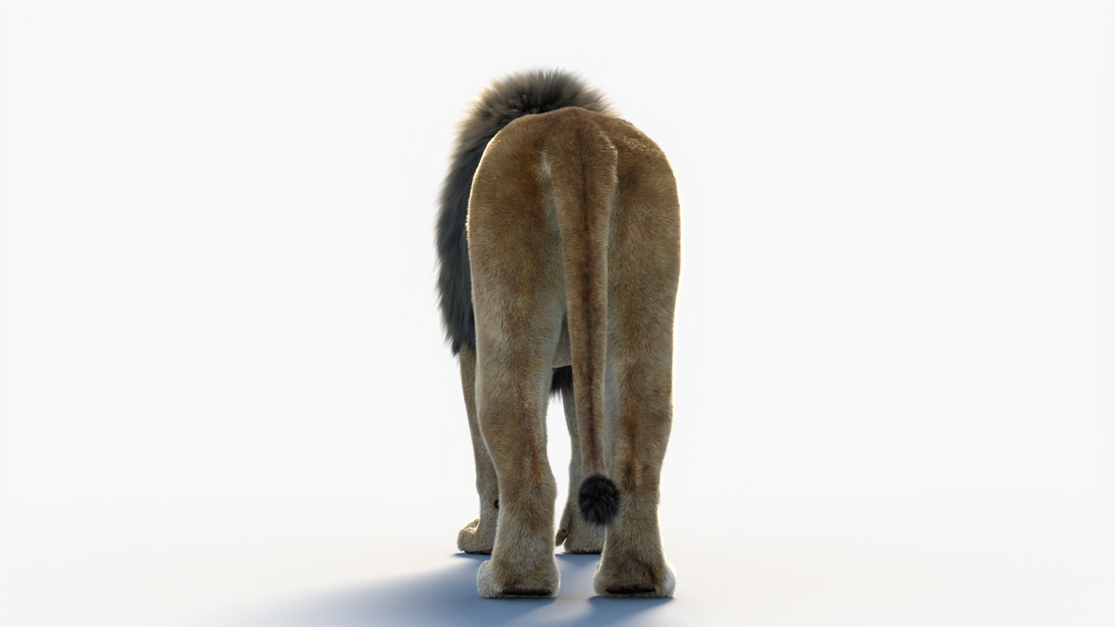 Animated Lion 3D Model with Fur 360° view 1 frame 22