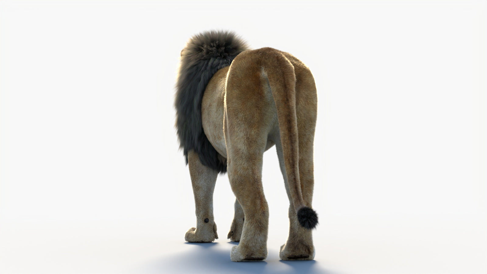 Animated Lion 3D Model with Fur 360° view 1 frame 23