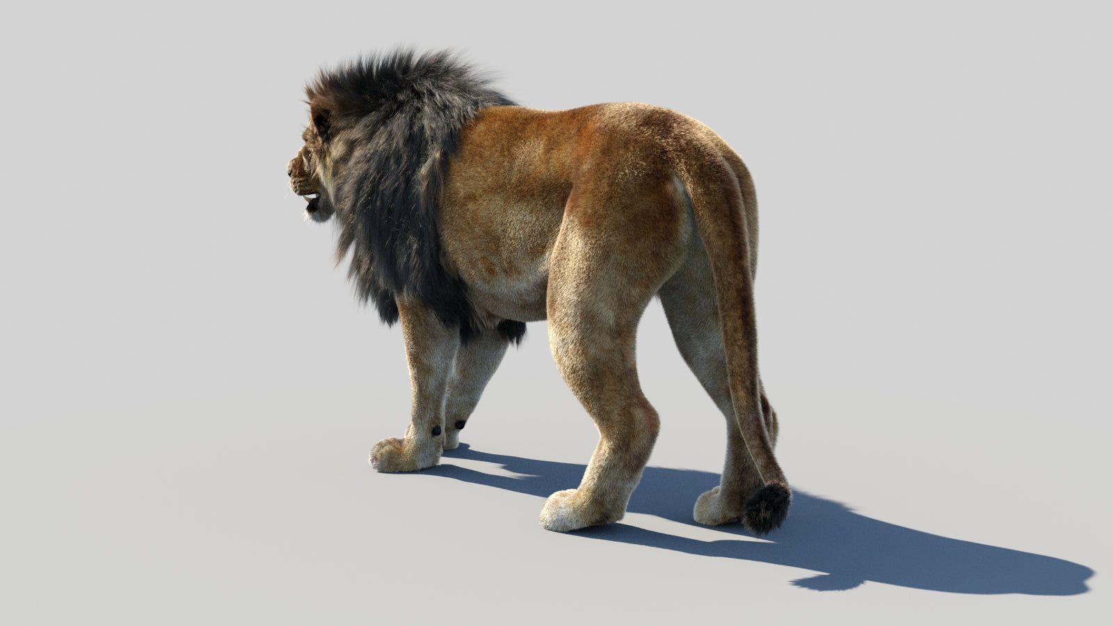 Animated Lion 3D Model Fur 360° view 1 frame 23