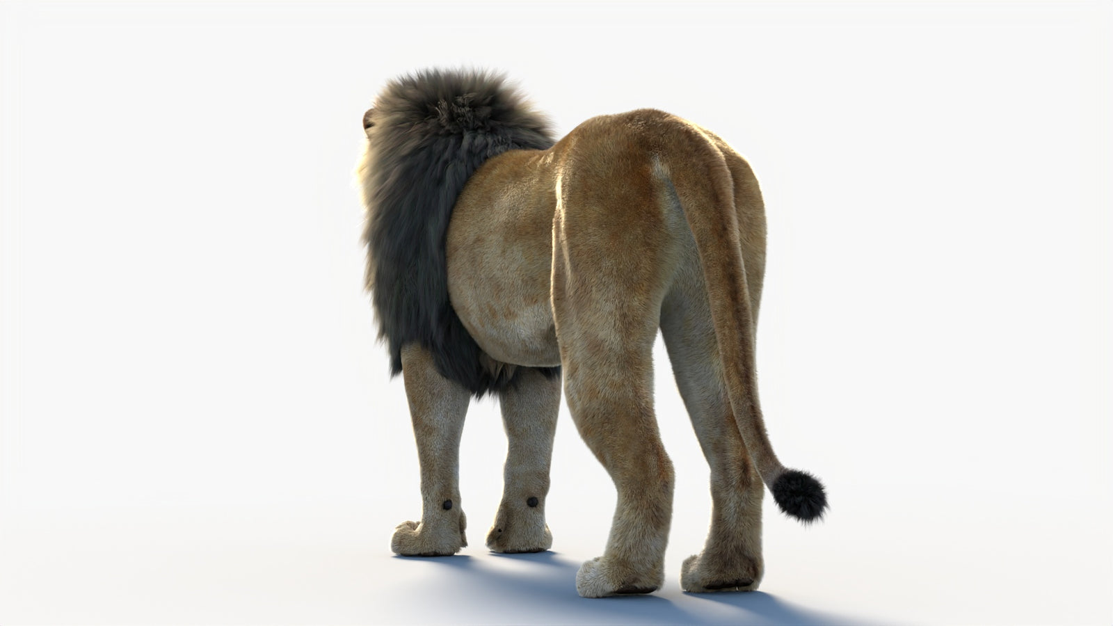 Animated Lion 3D Model with Fur 360° view 1 frame 24