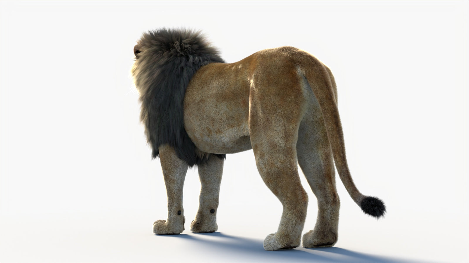 Animated Lion 3D Model with Fur 360° view 1 frame 25