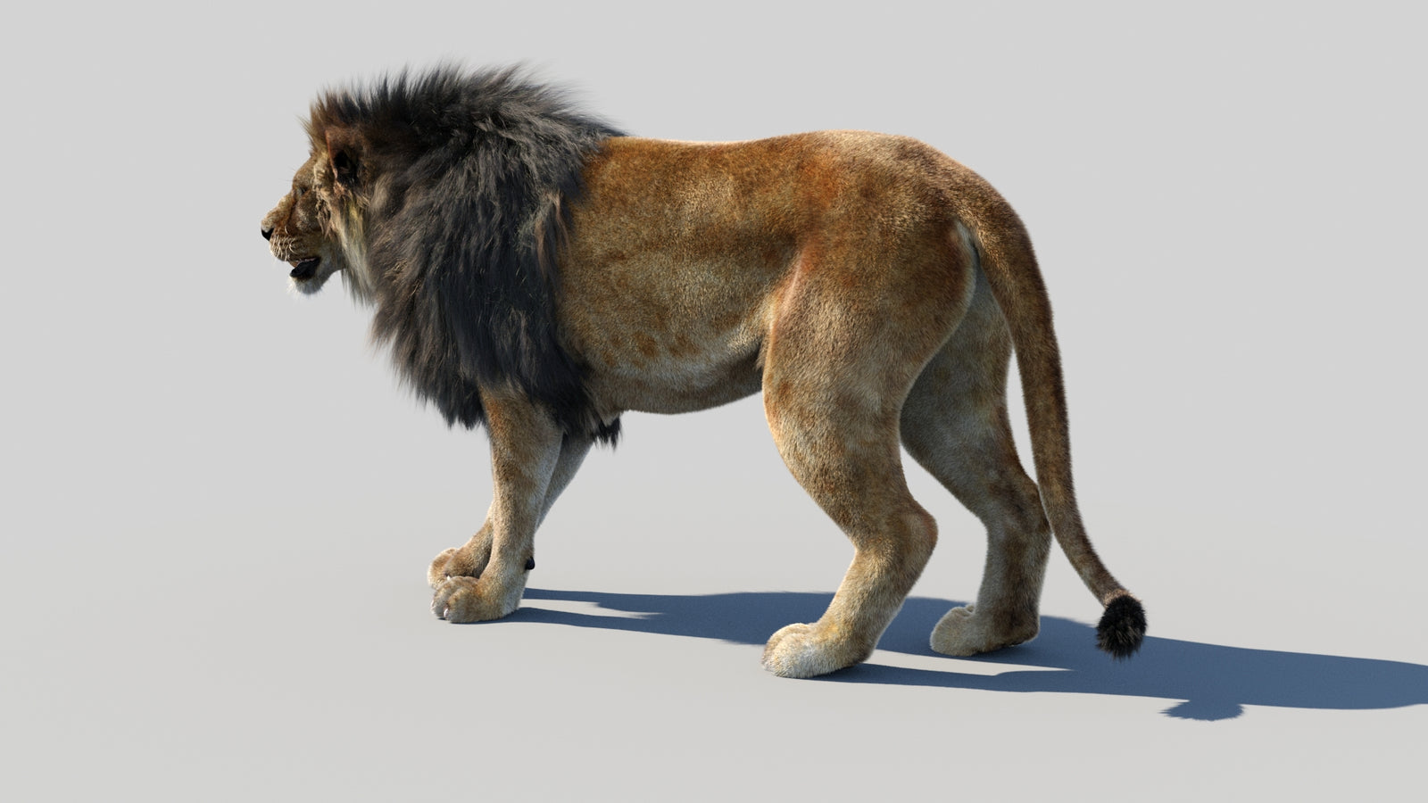 Animated Lion 3D Model Fur 360° view 1 frame 25