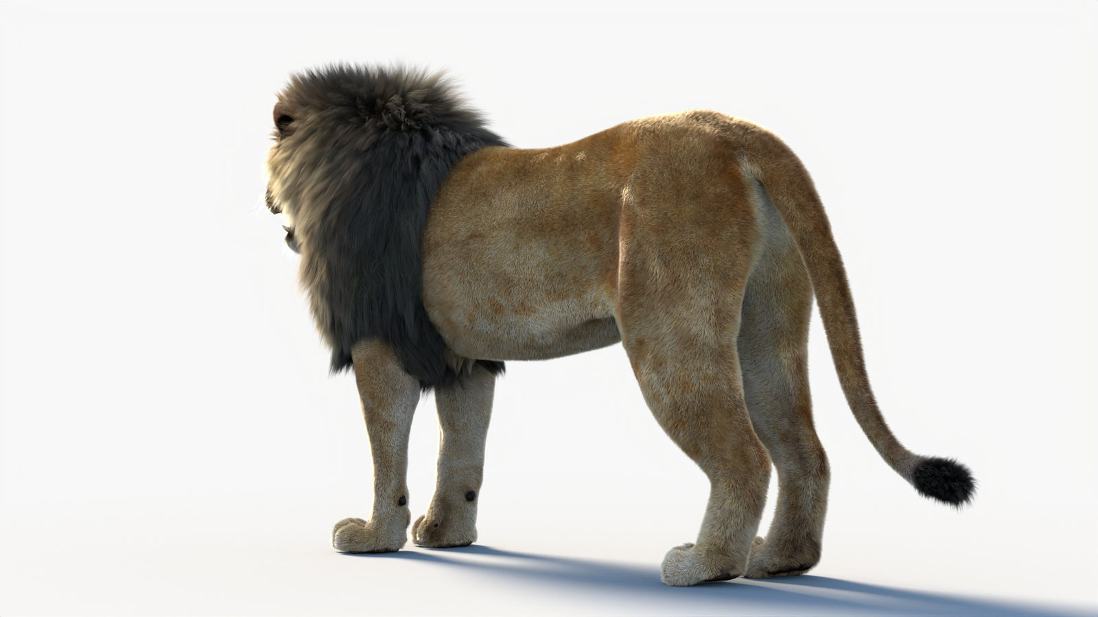 Animated Lion 3D Model with Fur 360° view 1 frame 26