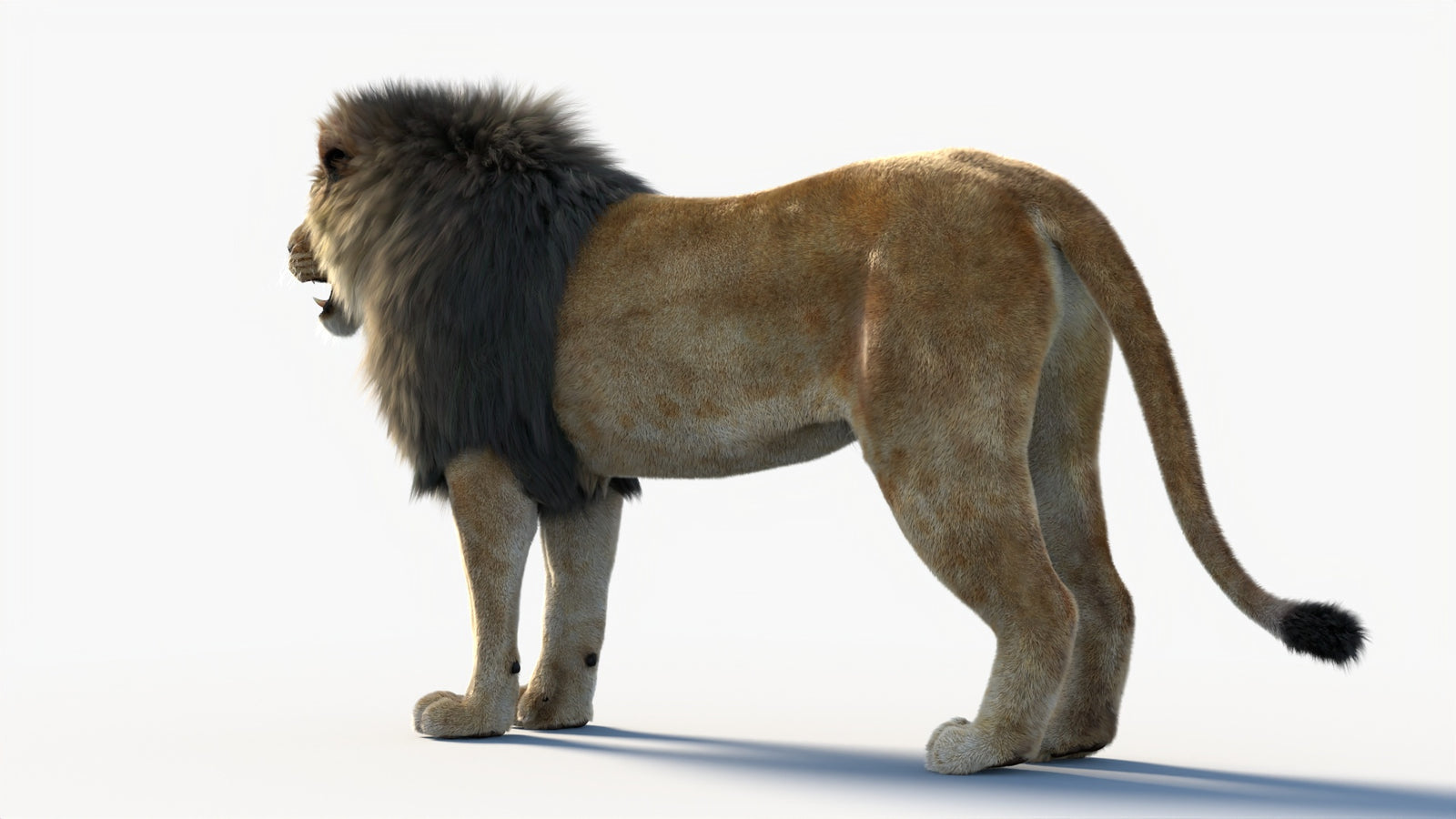 Animated Lion 3D Model with Fur 360° view 1 frame 27