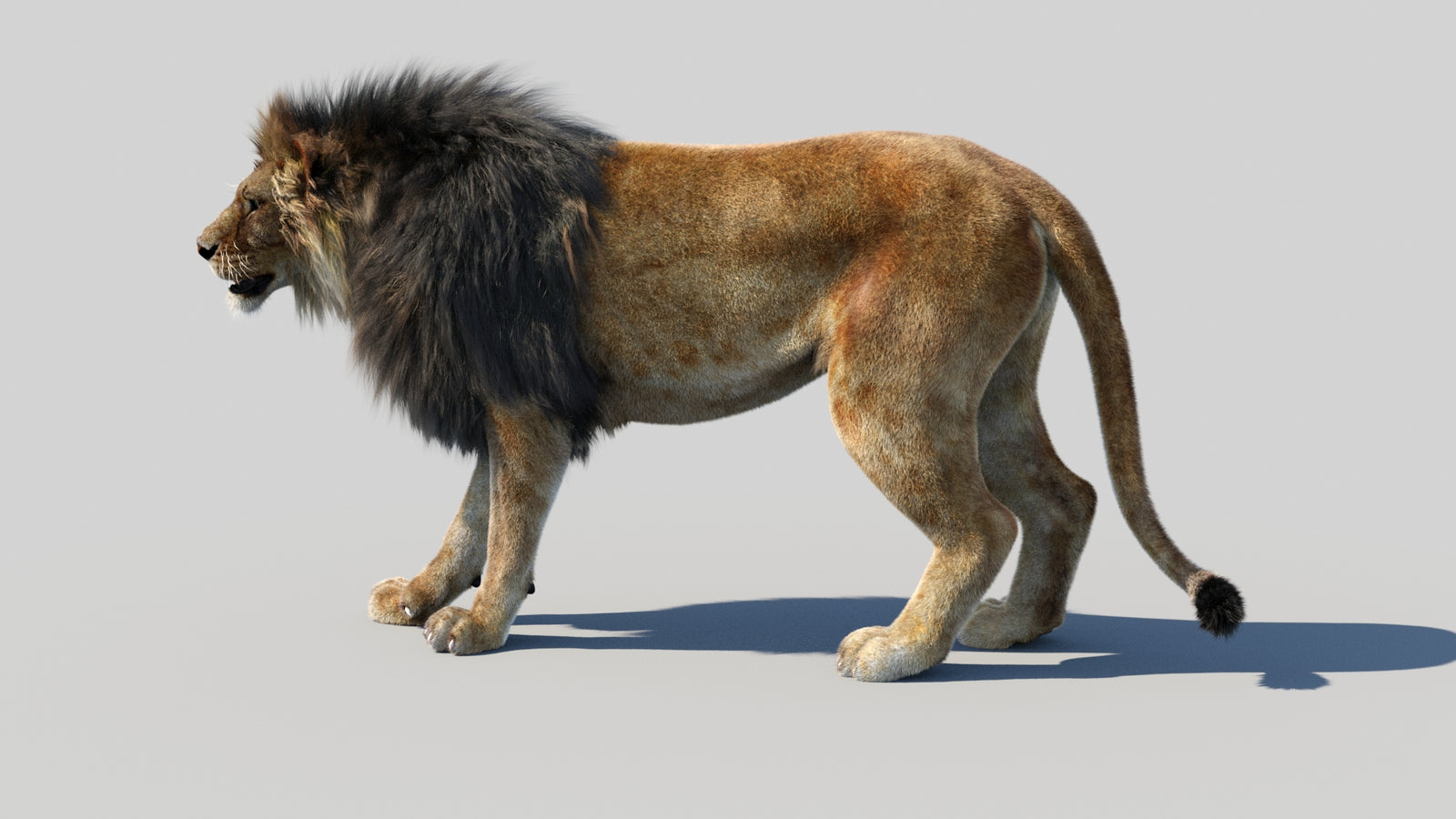 Animated Lion 3D Model Fur 360° view 1 frame 27
