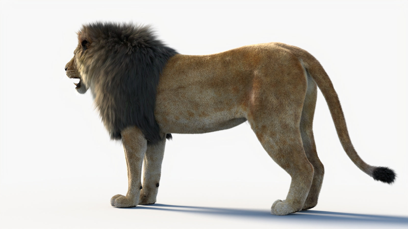 Animated Lion 3D Model with Fur 360° view 1 frame 28