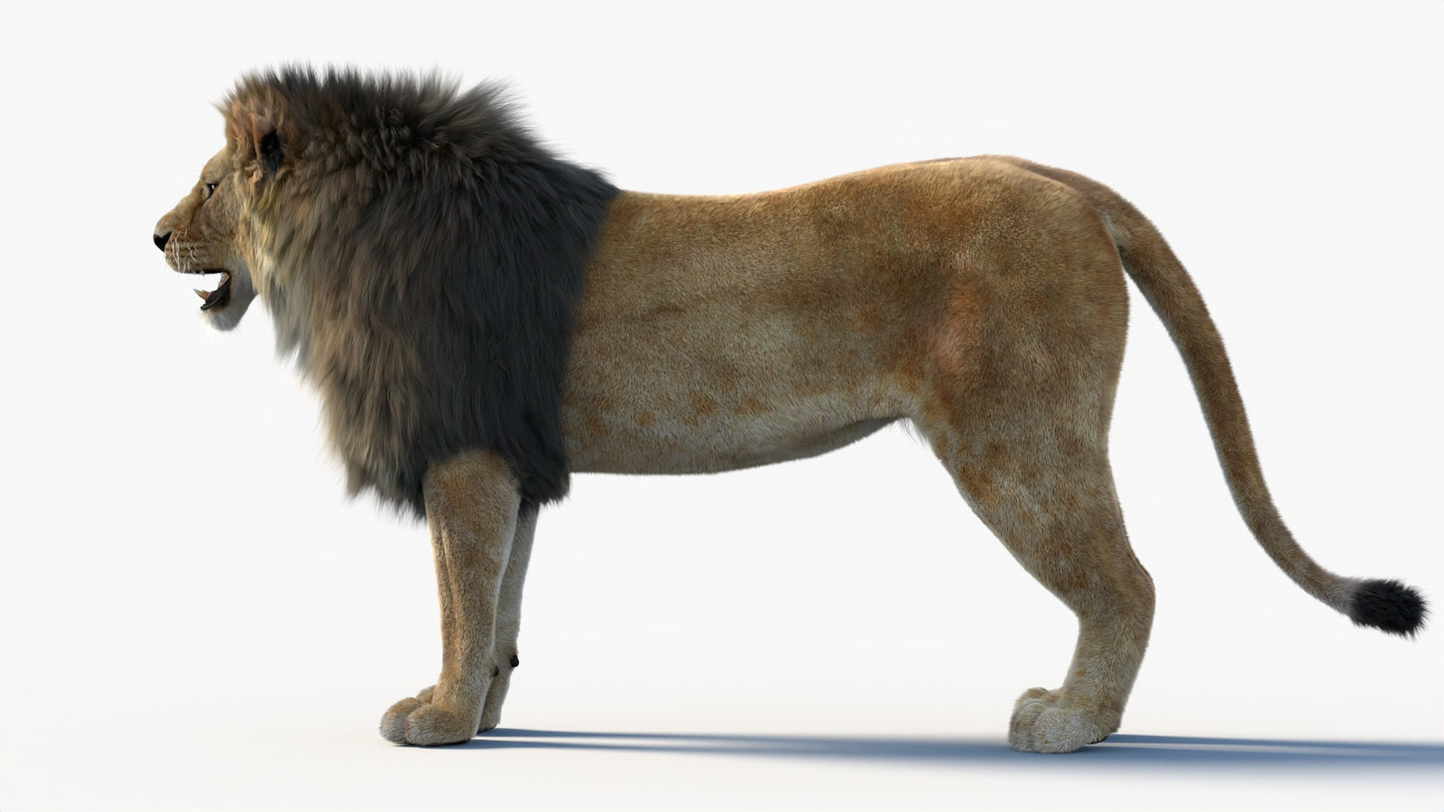 Animated Lion 3D Model with Fur 360° view 1 frame 30