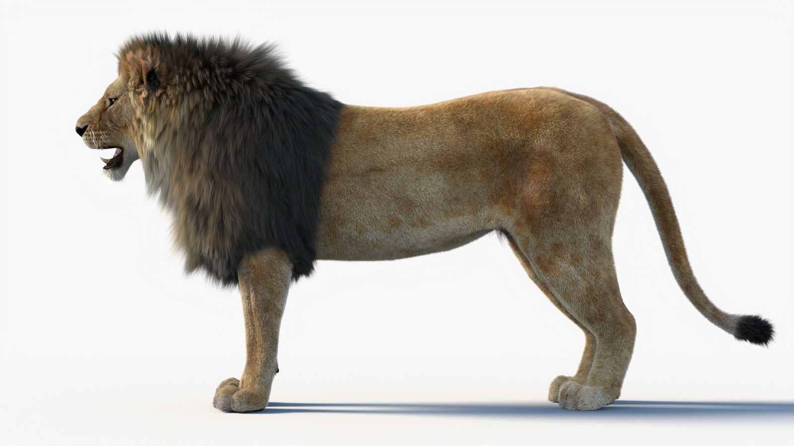 Animated Lion 3D Model with Fur 360° view 1 frame 31