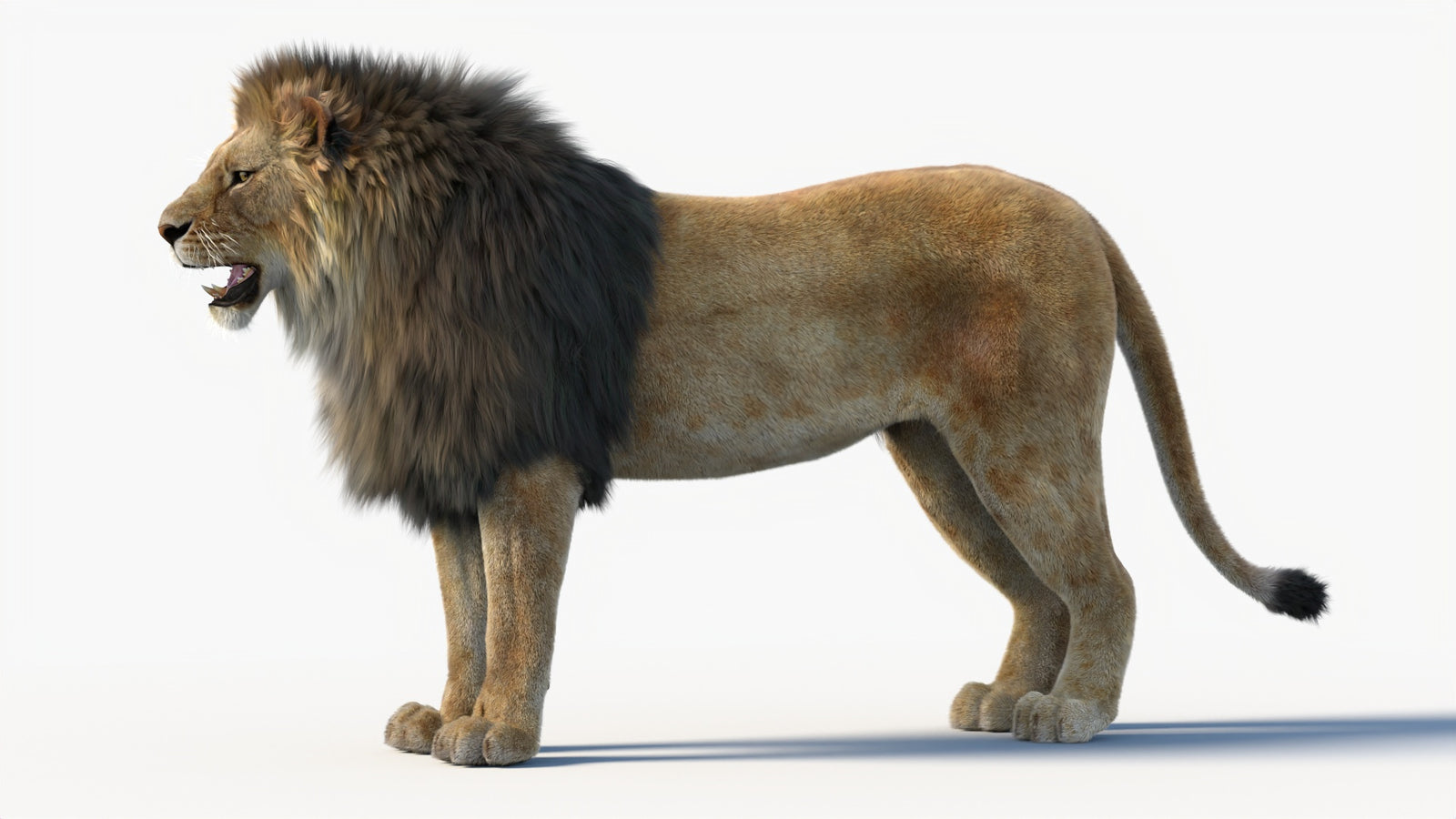 Animated Lion 3D Model with Fur 360° view 1 frame 33