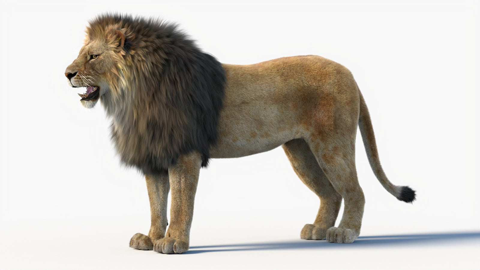 Animated Lion 3D Model with Fur 360° view 1 frame 34