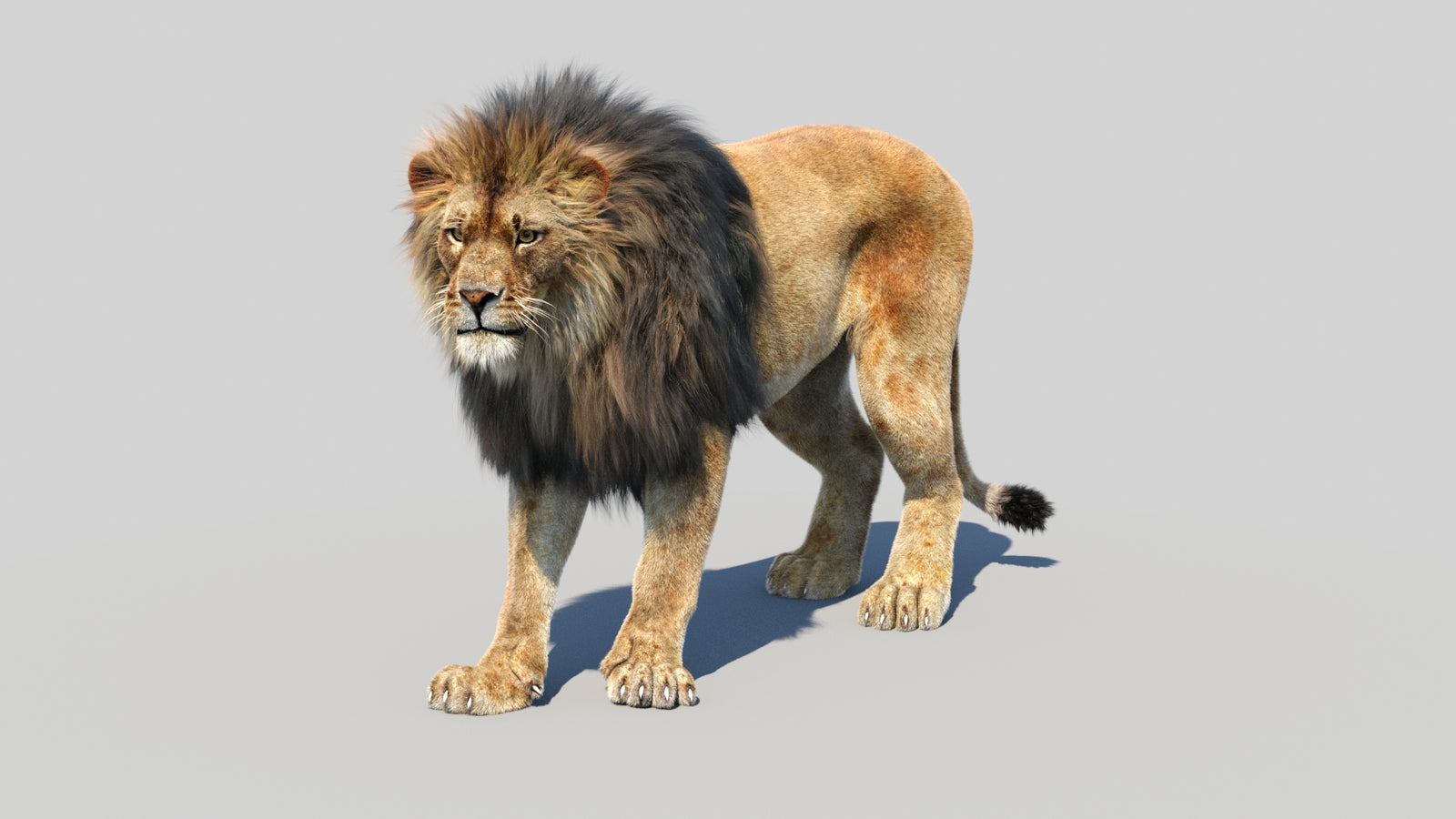 Animated Lion 3D Model Fur 360° view 1 frame 34