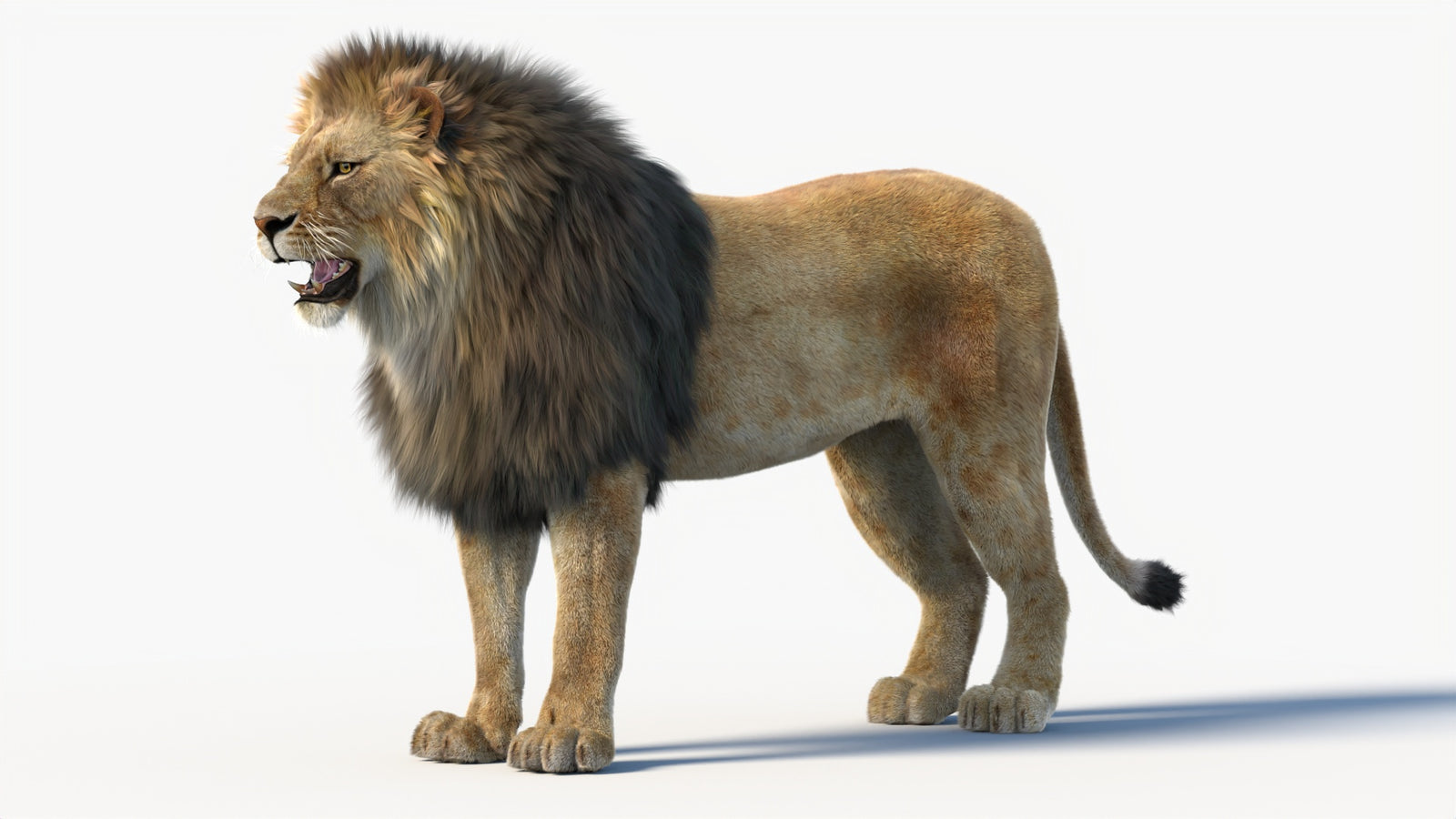 Animated Lion 3D Model with Fur 360° view 1 frame 35