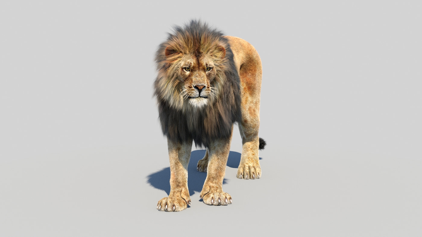 Animated Lion 3D Model Fur - 360 Degree View