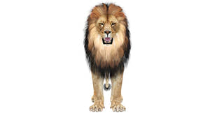 Lion standing on a white background Thumbnail