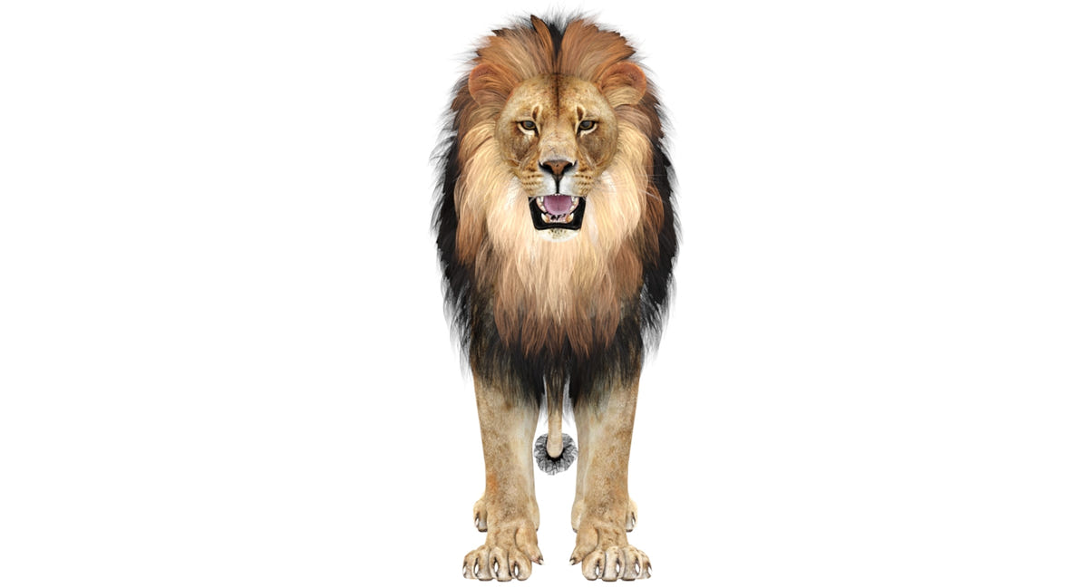 Lion standing on a white background
