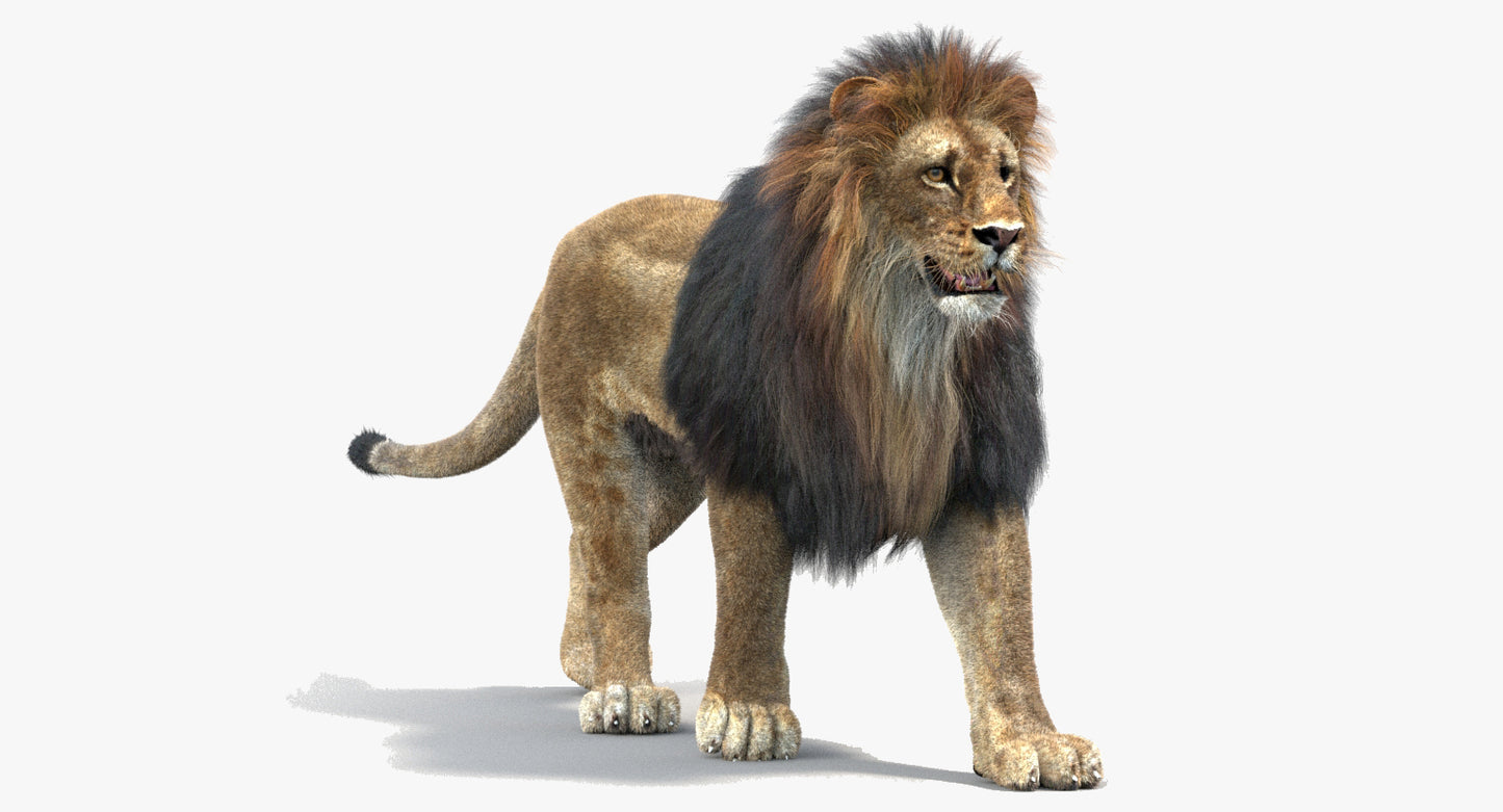 Animated Big Cats 3D Model Fur