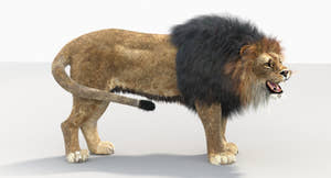 Animated Lion 3D Model for Download Thumbnail