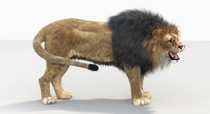Animated Big Cats 3D Model Fur