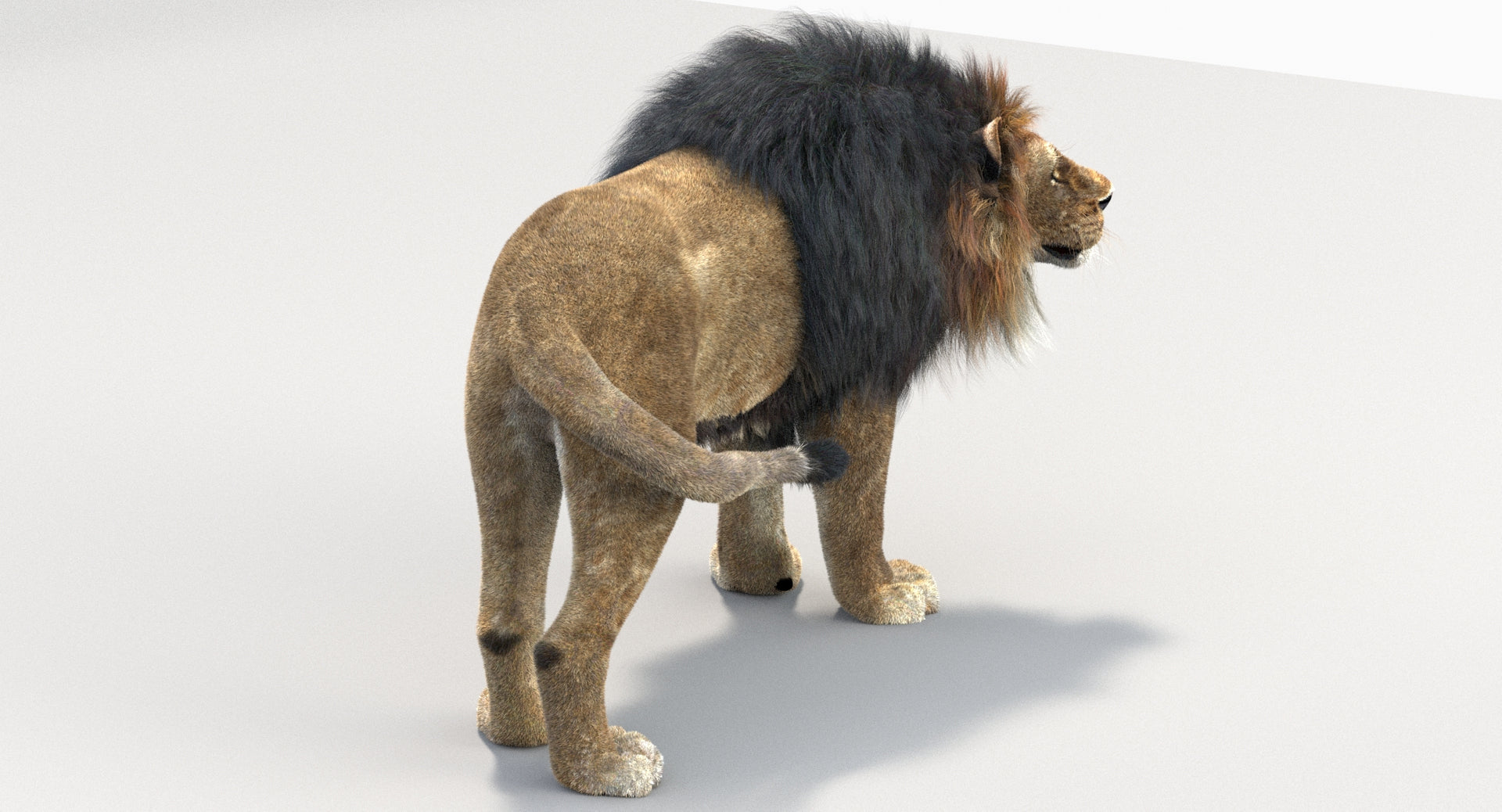 Animated Big Cats 3D Model Fur
