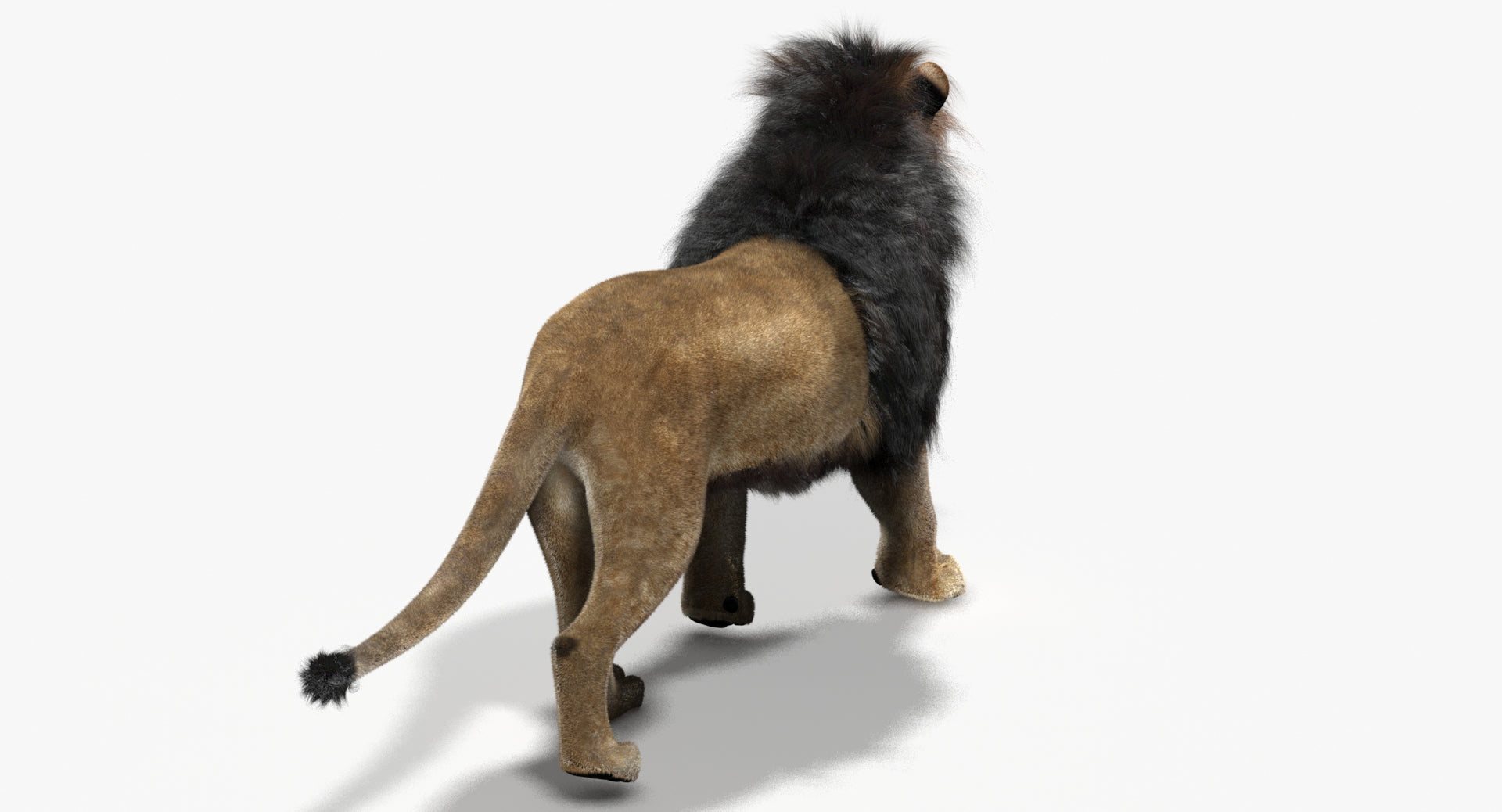 Animated Big Cats 3D Model Fur