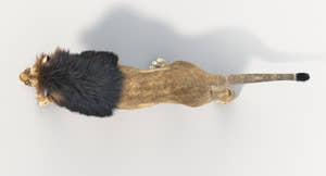 Animated Big Cats 3D Model Fur Thumbnail