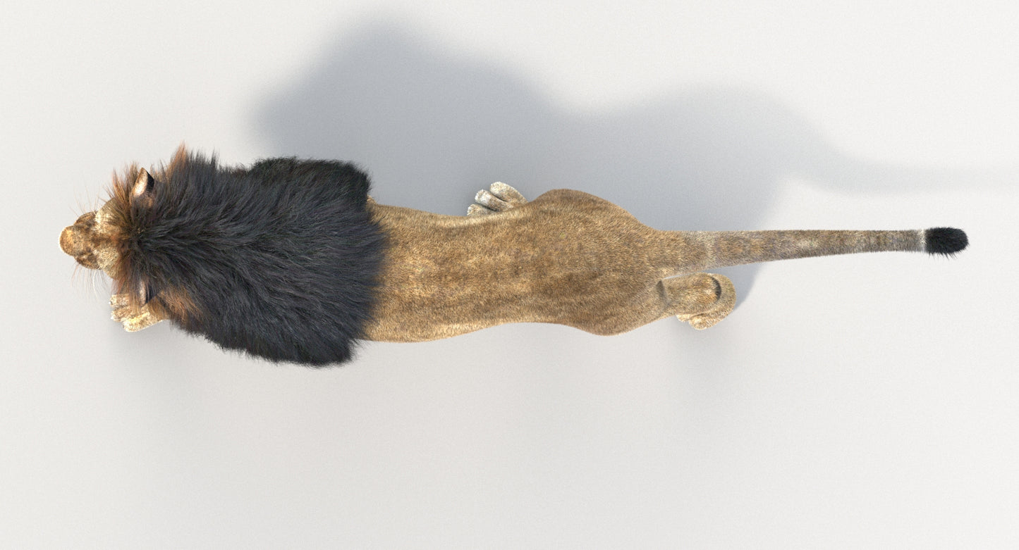 Animated Big Cats 3D Model Fur