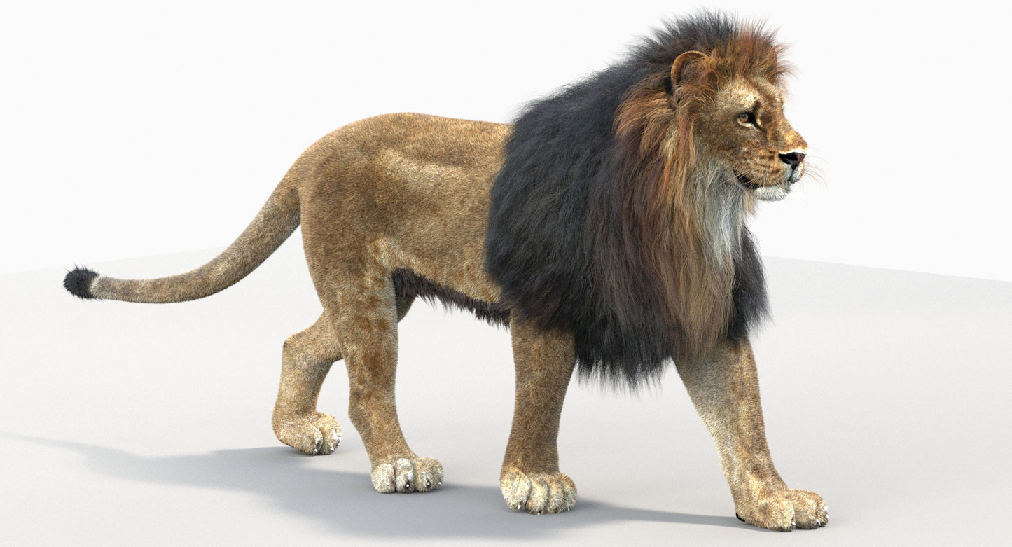 Animated Big Cats 3D Model Fur
