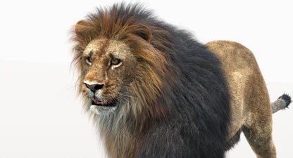 Animated Big Cats 3D Model Fur
