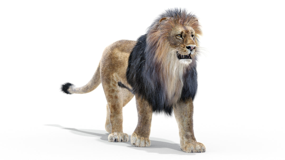 Animated Lion 3D Model - Hair and Fur | Low-Poly - 360 Degree View