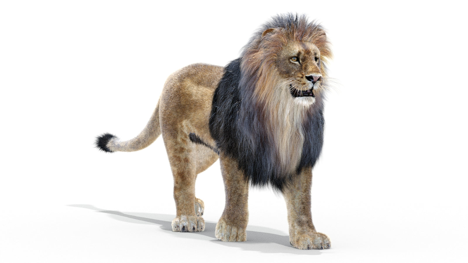 Animated Lion 3D Model with Fur 360° view 2 frame 4