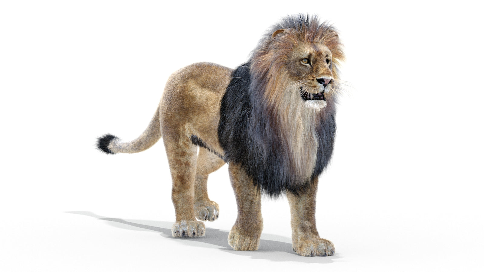Animated Lion 3D Model with Fur 360° view 2 frame 7