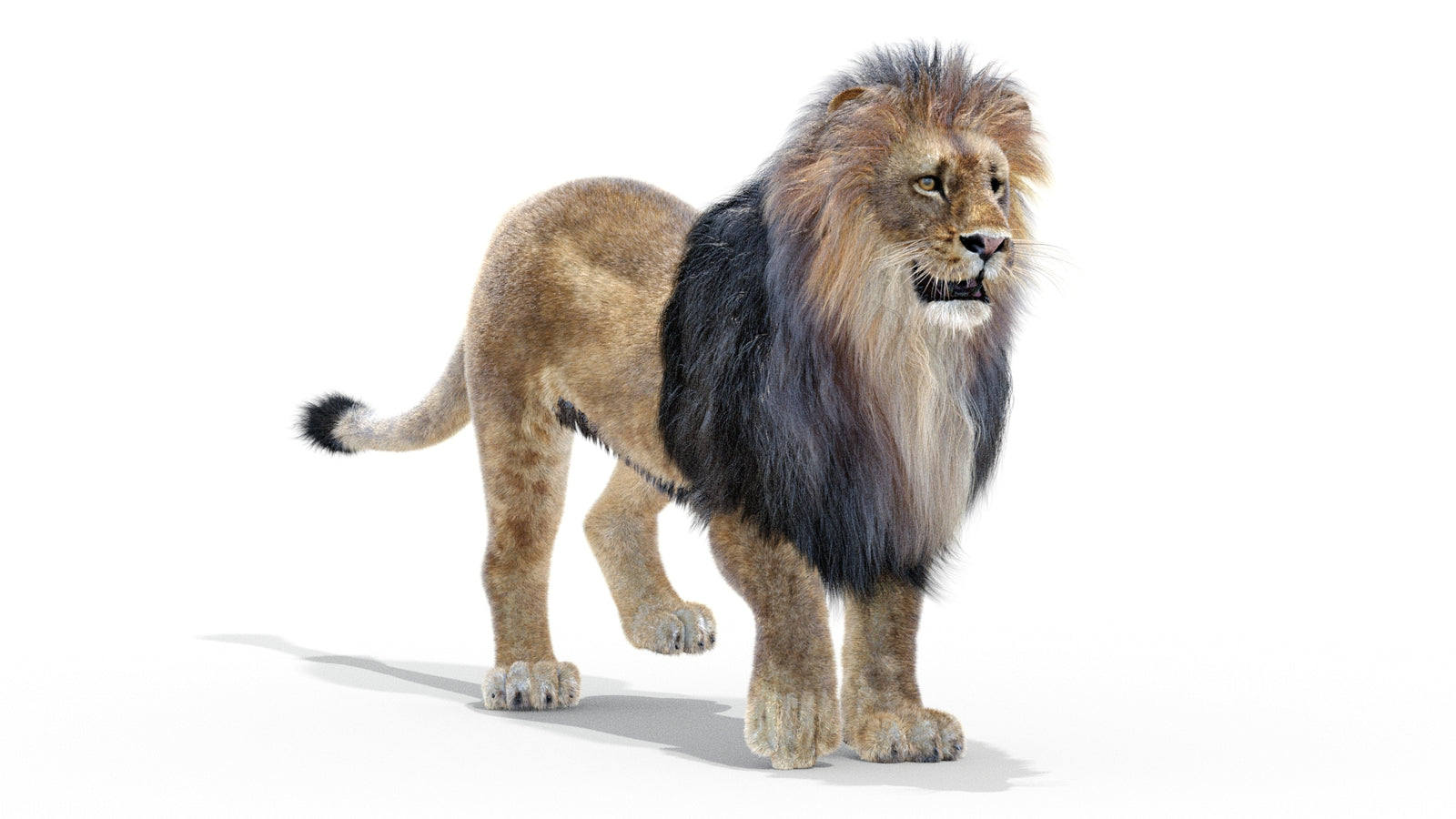 Animated Lion 3D Model with Fur 360° view 2 frame 13
