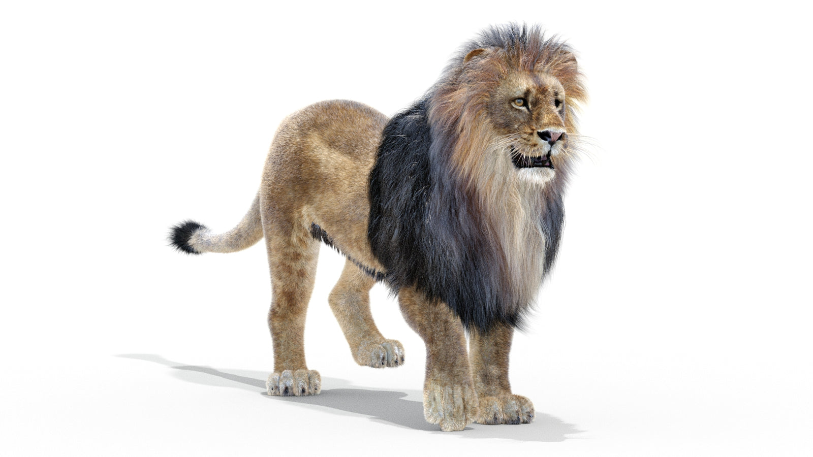 Animated Lion 3D Model with Fur 360° view 2 frame 14