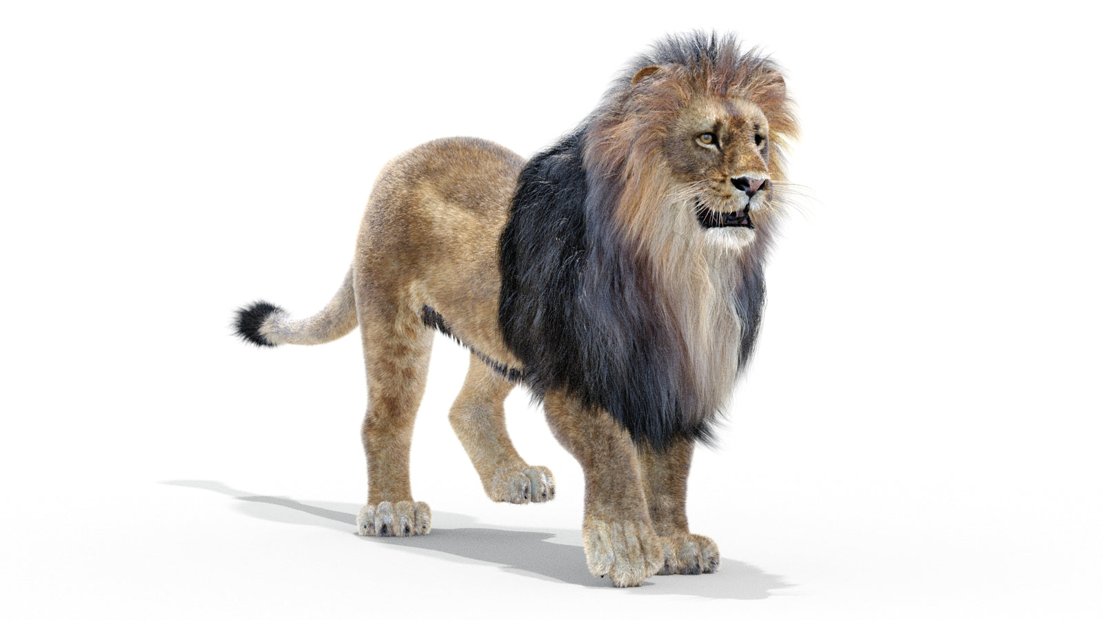 Animated Lion 3D Model with Fur 360° view 2 frame 15