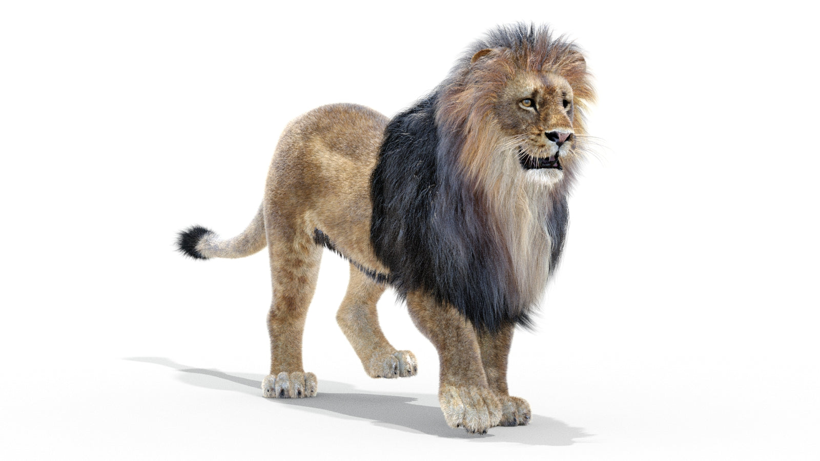 Animated Lion 3D Model with Fur 360° view 2 frame 16
