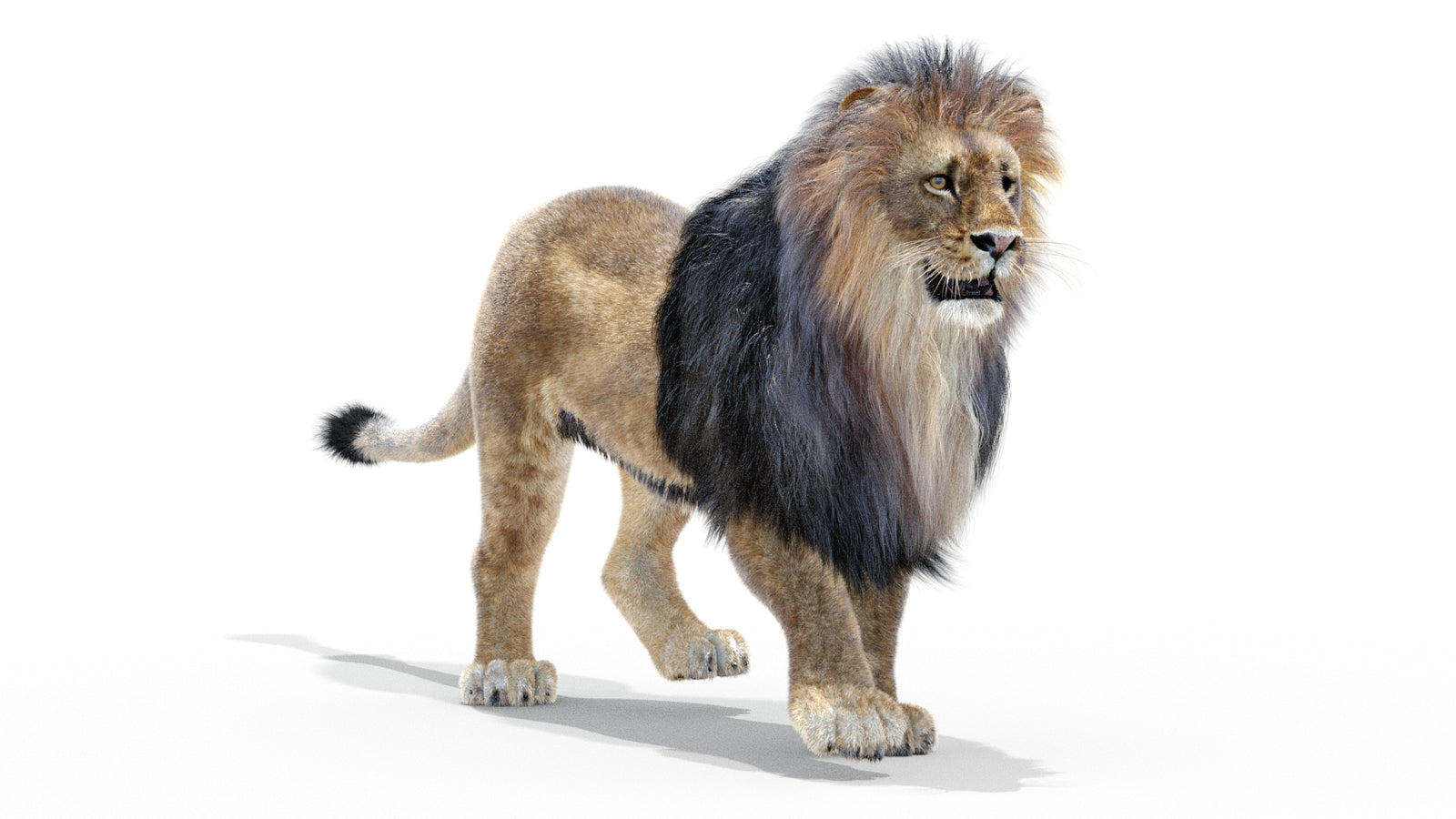 Animated Lion 3D Model with Fur 360° view 2 frame 17
