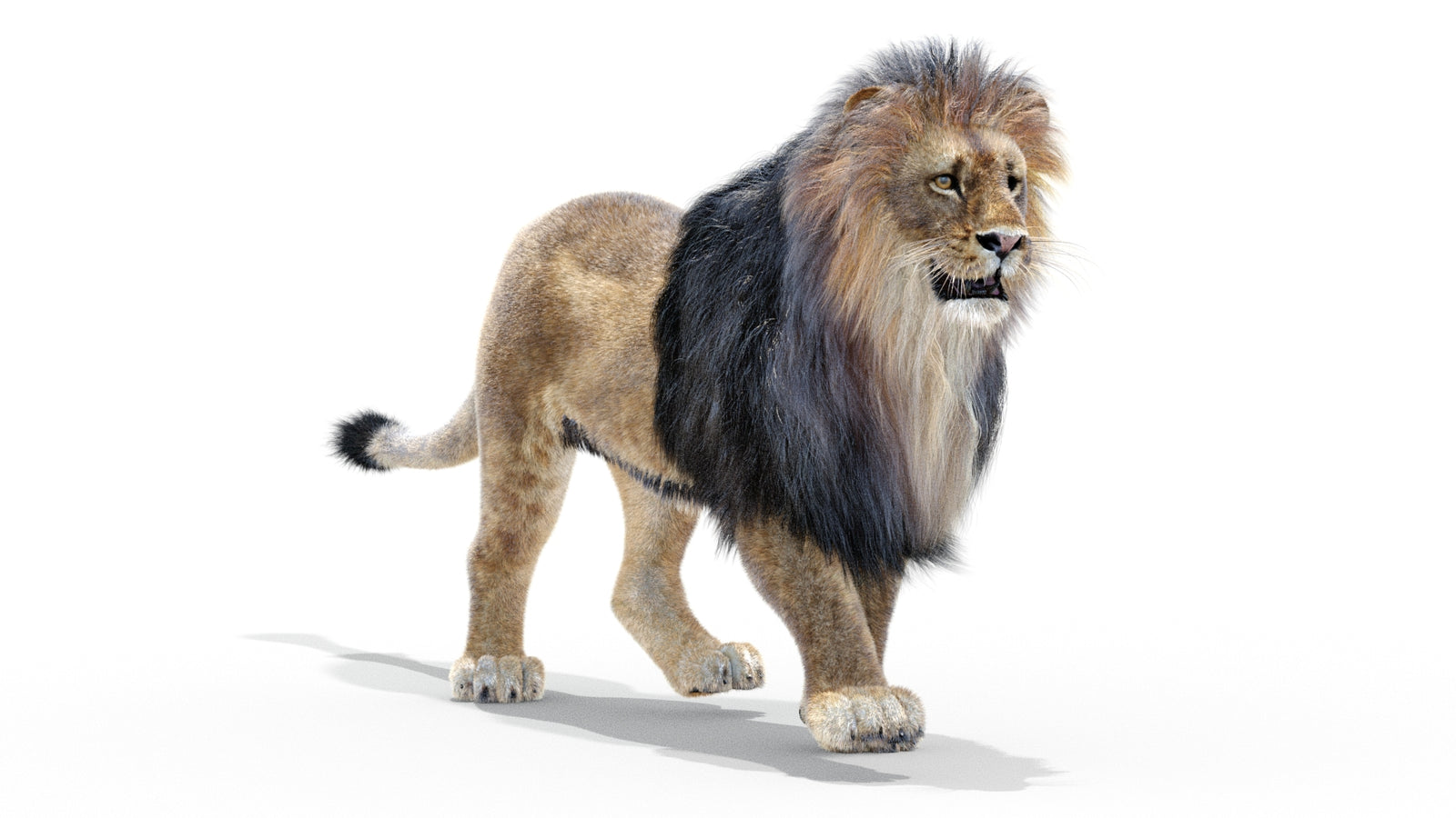 Animated Lion 3D Model with Fur 360° view 2 frame 19