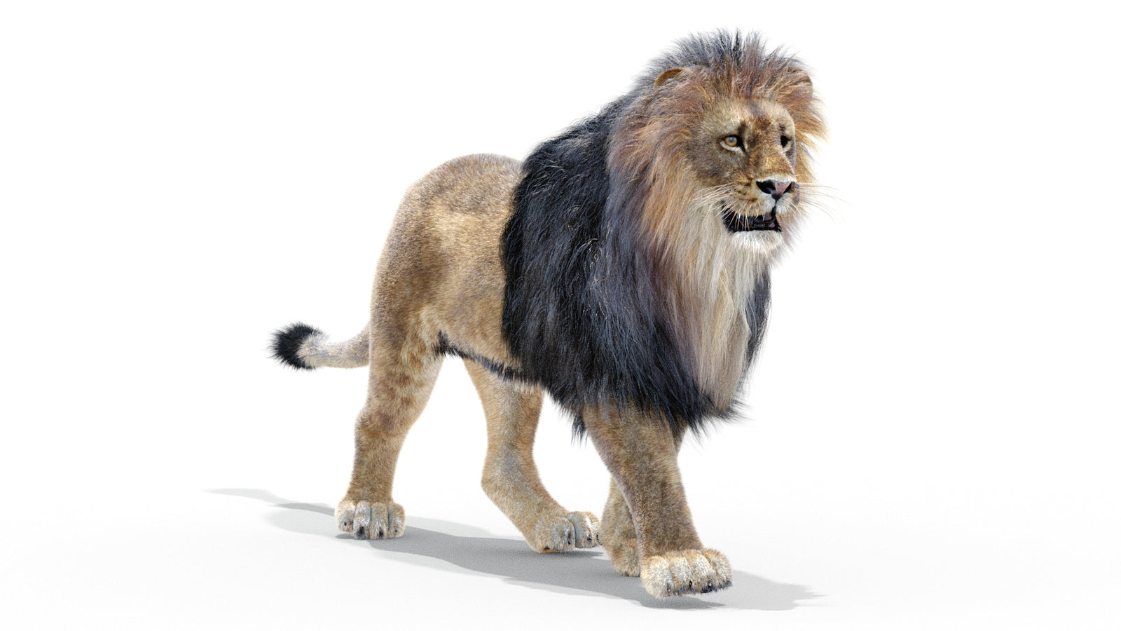 Animated Lion 3D Model with Fur 360° view 2 frame 22