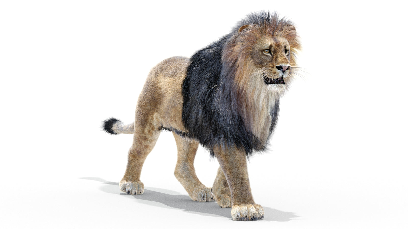Animated Lion 3D Model with Fur 360° view 2 frame 24