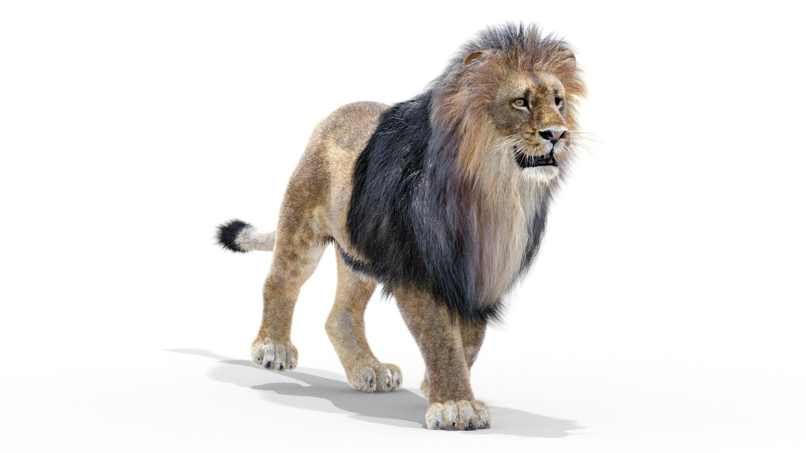 Animated Lion 3D Model with Fur 360° view 2 frame 32